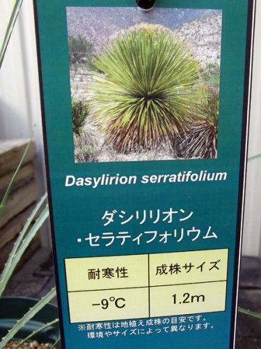 ダシリリオン・セラティフォリウム - 植物と暮らす m-plant