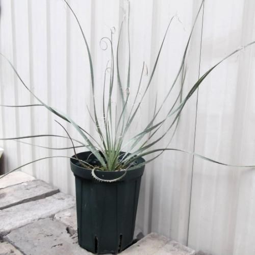 人気ブラドン 5号 ダシリリオン・ウィーレリー - m-plant 植物と暮らす その他観葉植物