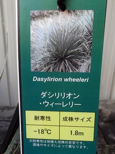 ダシリリオン・ウィーレリー 5号 - 植物と暮らす m-plant ダシリリオン・ウィーレリー 5号 - 植物と暮らす m-plant