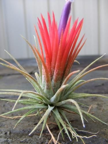 チランジア イオナンタ フエゴ 植物と暮らす M Plant チランジア イオナンタ フエゴ 植物と暮らす M Plant