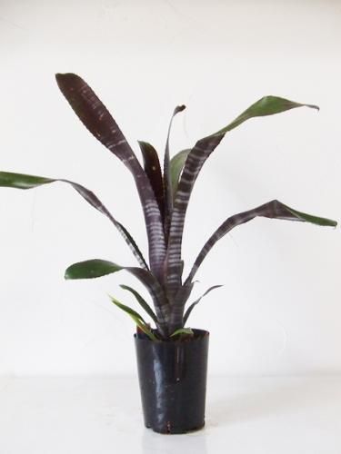 ビルベルギア・ダースベイダー - 植物と暮らす m-plant ビルベルギア・ダースベイダー - 植物と暮らす m-plant
