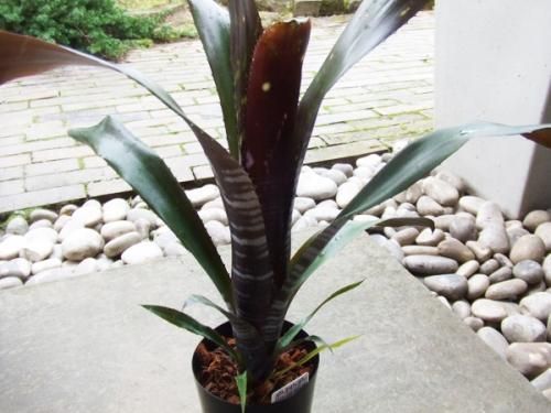 ビルベルギア・ダースベイダー - 植物と暮らす m-plant ビルベルギア・ダースベイダー - 植物と暮らす m-plant