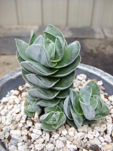 クラッスラ・アイボリー・パゴダ 陶器植え - 植物と暮らす m-plant