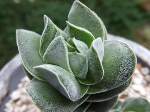 クラッスラ・アイボリー・パゴダ 陶器植え - 植物と暮らす m-plant