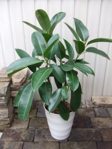 フィカス 観葉植物 楽天市場】観葉植物 造花 フィカス A 7号鉢対応 幅90cm リビング