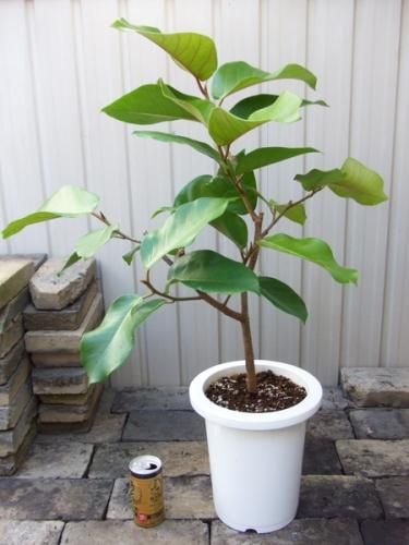 フィカス・ヒルタ 7号 - 植物と暮らす m-plant