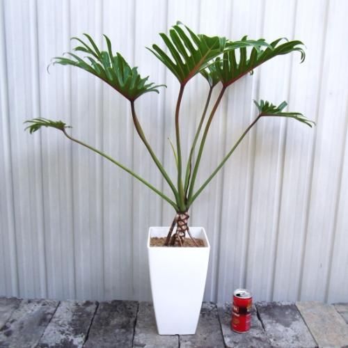 フィロデンドロン ザナドゥ クッカバラ 7号 植物と暮らす M Plant フィロデンドロン ザナドゥ クッカバラ 7号 植物と暮らす M Plant