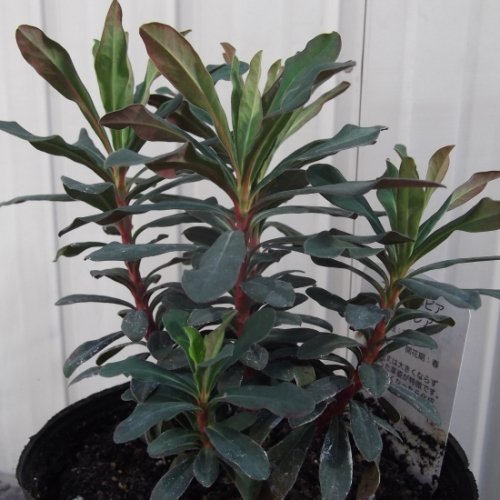 ユーフォルビア アミグダロイデス パープレア 植物と暮らす M Plant