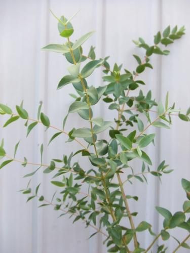 ユーカリ パルブラ 植物と暮らす M Plant ユーカリ パルブラ 植物と暮らす M Plant