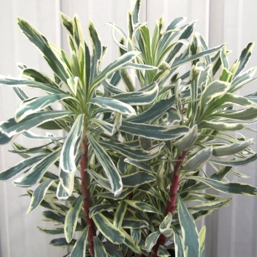 ユーフォルビア シルバースワン 植物と暮らす M Plant