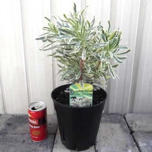ユーフォルビア シルバースワン 植物と暮らす M Plant ユーフォルビア シルバースワン 植物と暮らす M Plant