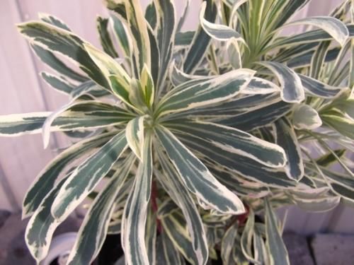 ユーフォルビア シルバースワン 植物と暮らす M Plant ユーフォルビア シルバースワン 植物と暮らす M Plant