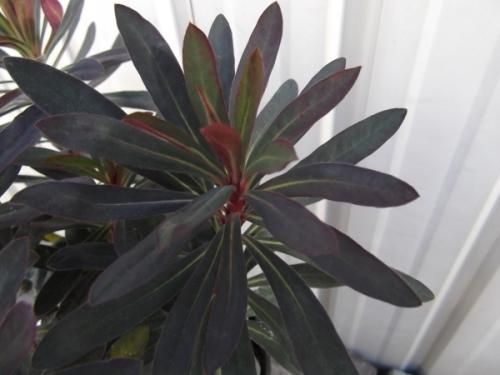 ユーフォルビア ブラックバード 植物と暮らす M Plant