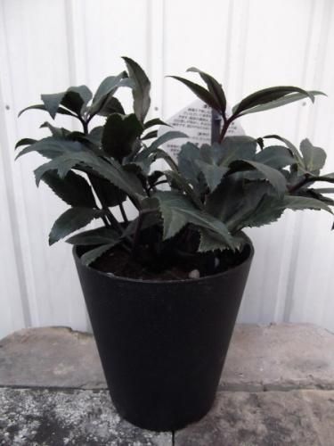 クリスマスローズ・グエス 5号 - 植物と暮らす m-plant