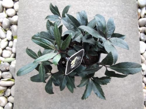 5  クリスマスローズ種 739-NCR974.jpg?1