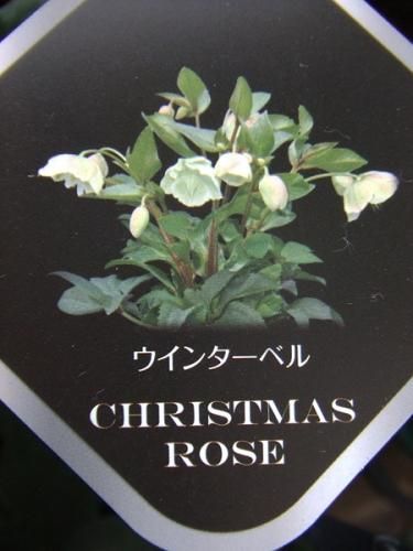クリスマスローズ ウィンターベル 植物と暮らす M Plant クリスマスローズ ウィンターベル 植物と暮らす M Plant