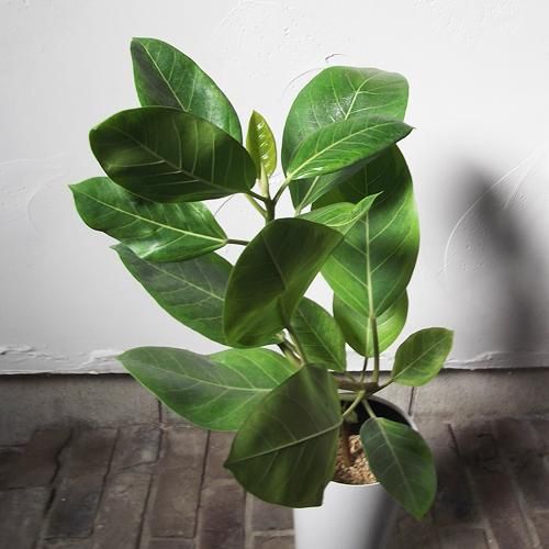 フィカス アルテシマ 曲げ幹 植物と暮らす M Plant フィカス アルテシマ 曲げ幹 植物と暮らす M Plant