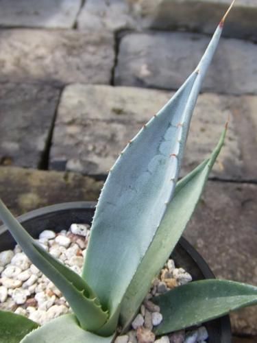 アガベ・ディサーティ - 植物と暮らす m-plant