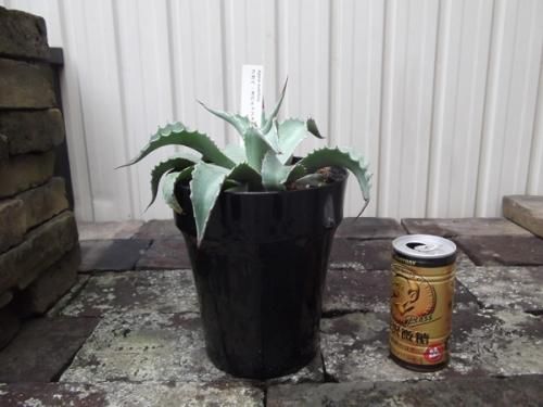 アガベオバティフォリア⑤ アガベ・オバティフォリア 中株 5号ポット | | アガベ