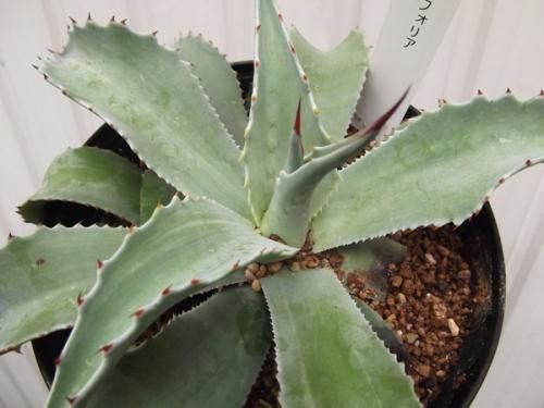 アガベ・オバティフォリア 5号 - 植物と暮らす m-plant