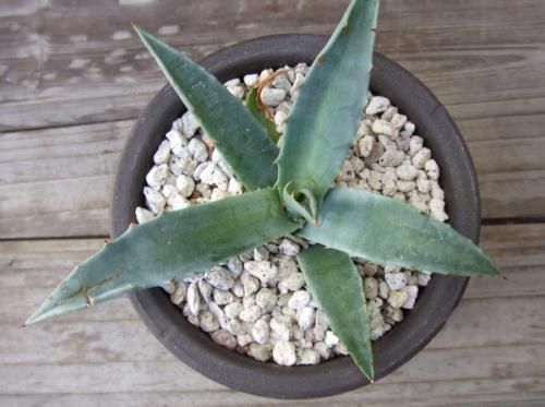 アガベ・デザーティ・シンプレックス - 植物と暮らす m-plant