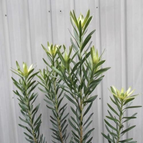 リューカデンドロン・ジプシーシルバー 5号 - 植物と暮らす m-plant