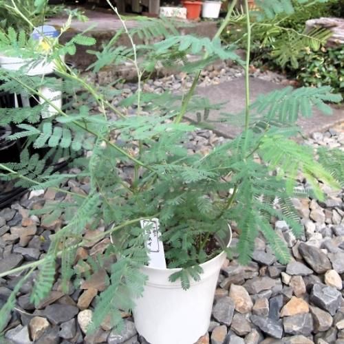 アカシア デアネイ ６号 植物と暮らす M Plant