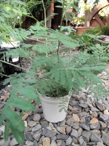 アカシア デアネイ ６号 植物と暮らす M Plant