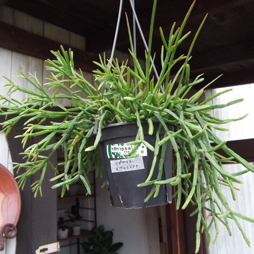 リプサリス エワルディアナ 吊り 植物と暮らす M Plant