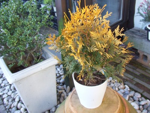 ニオイヒバ ヨーロッパゴールド 植物と暮らす M Plant ニオイヒバ ヨーロッパゴールド 植物と暮らす M Plant