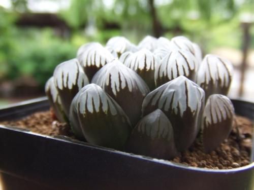 ハオルチア・紫オブツーサ - 植物と暮らす m-plant