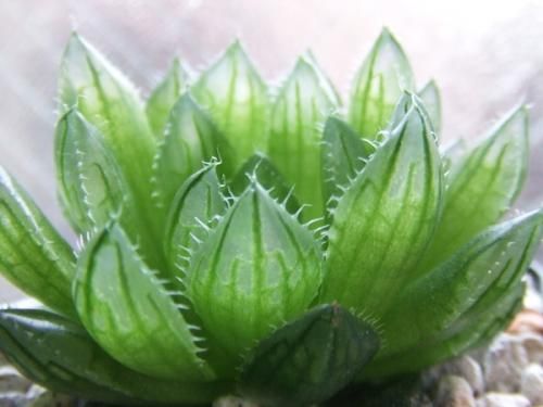 ハオルチア・桜水晶 - 植物と暮らす m-plant