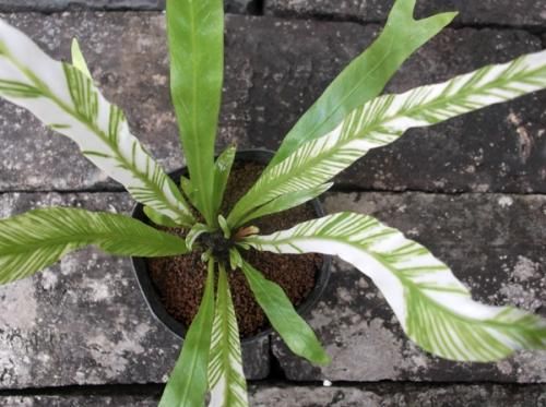 斑入りタニワタリ - 植物と暮らす m-plant