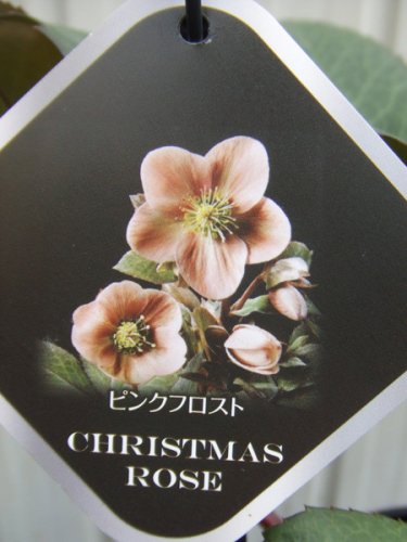 クリスマスローズ・ピンクフロスト - 植物と暮らす m-plant