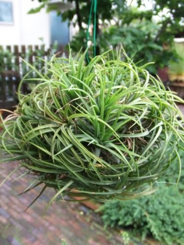 イオナンタ・アルビノ クランプXL - 植物と暮らす m-plant