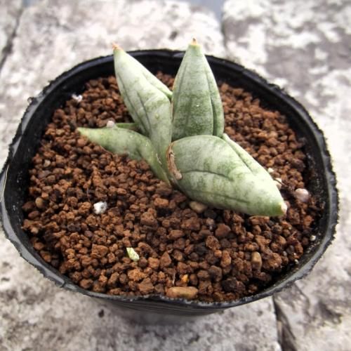 サンセベリア・ボンセレンシス・スーパードワーフ 2.5号 - 植物 サンセベリア・ボンセレンシス・スーパードワーフ 2.5号 - 植物