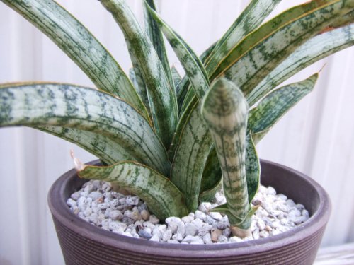 サンセベリア Strommy Silver サンスベリア Sansevieria-