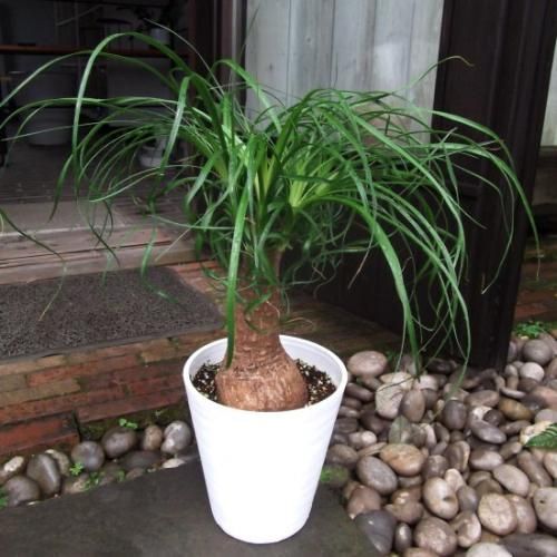 ポニーテールトックリラン植物 観葉植物 ポニーテール(トックリラン) 【観葉植物 9号／1個売り