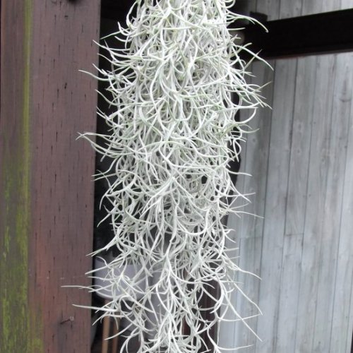 チランジア ウスネオイデス 細葉 植物と暮らす M Plant