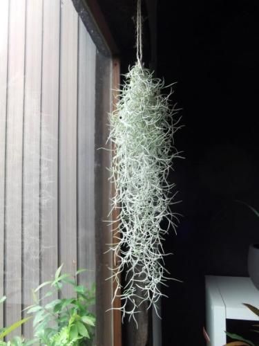 チランジア ウスネオイデス 細葉 植物と暮らす M Plant チランジア ウスネオイデス 細葉 植物と暮らす M Plant