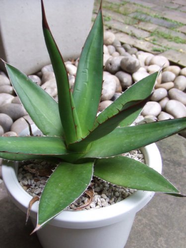 アガベ・ケルチョベイ - 植物と暮らす m-plant