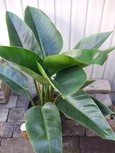フィロデンドロン グリーンプリンセス 8号 植物と暮らす M Plant フィロデンドロン グリーンプリンセス 8号 植物と暮らす M Plant