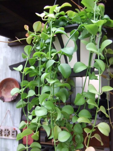 ディスキディア・ミルネイ 吊り - 植物と暮らす m-plant