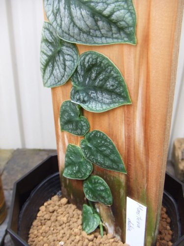 モンステラ・ドゥビア - 植物と暮らす m-plant