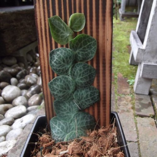 ラフィドフォラ・クリプタンサ　４号 - 植物と暮らす　m-plant