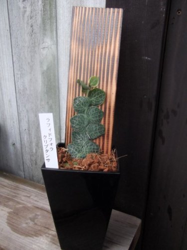 ラフィドフォラ・クリプタンサ　４号 - 植物と暮らす　m-plant