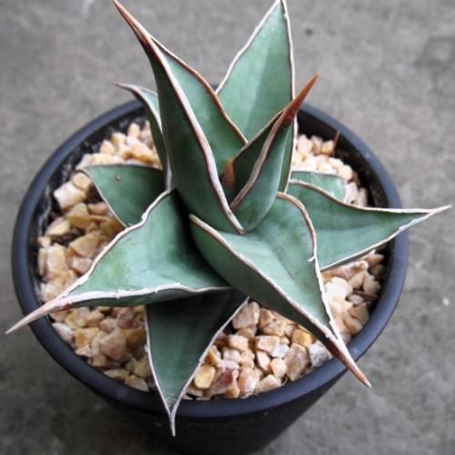 サンセベリア・ピングイキュラ・ユニコーン 3.5号 - 植物と暮らす m-plant