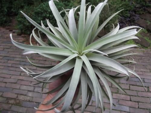 チランジア・リオホンドエンシス XL - 植物と暮らす m-plant