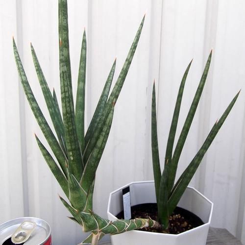 サンセベリア フランシシー 植物と暮らす M Plant サンセベリア フランシシー 植物と暮らす M Plant