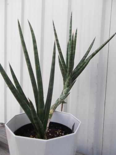 サンセベリア フランシシー 植物と暮らす M Plant サンセベリア フランシシー 植物と暮らす M Plant